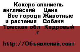 Кокерс спаниель английский  › Цена ­ 4 500 - Все города Животные и растения » Собаки   . Томская обл.,Кедровый г.